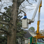 Can You Trim a Neighbor’s Overhanging Tree in Gwinnett County
