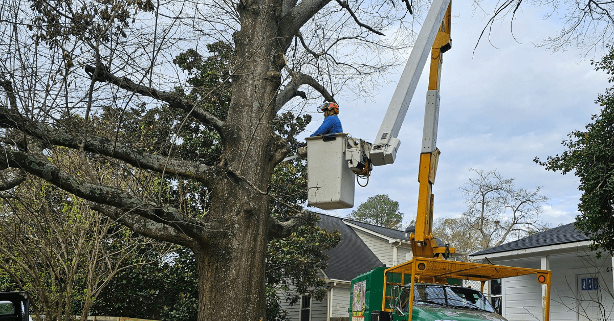 Can You Trim a Neighbor’s Overhanging Tree in Gwinnett County