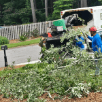 Shrub Trimming or Removal