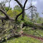 Signs a Tree Is Becoming Hazardous in Gwinnett County Yards
