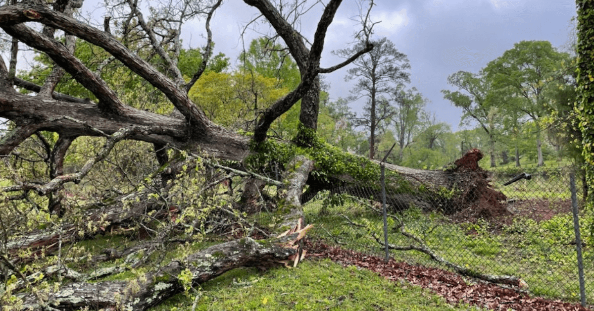 Signs a Tree Is Becoming Hazardous in Gwinnett County Yards