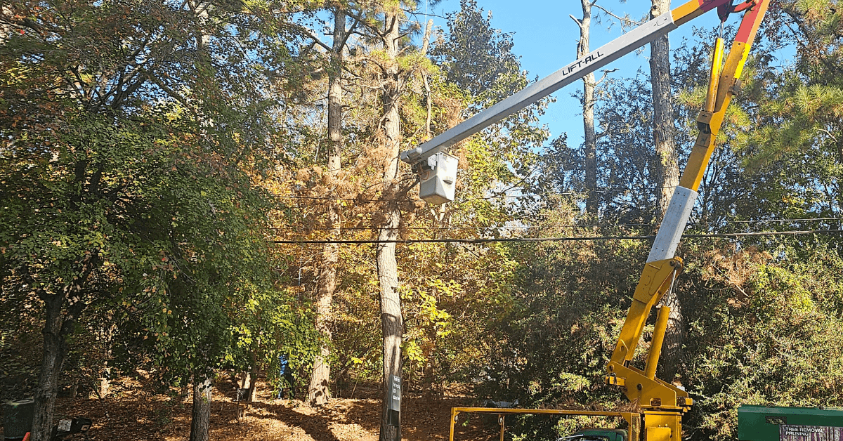 Tree Trimming