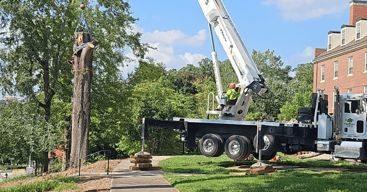 When Insurance Pays for Tree Removal in Metro Atlanta