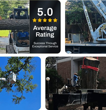 about BandL tree expert