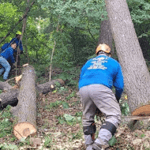 tree removal