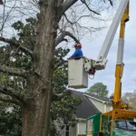 Can You Trim a Neighbor’s Overhanging Tree in Gwinnett County