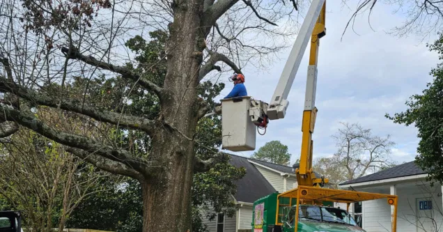 Can You Trim a Neighbor’s Overhanging Tree in Gwinnett County?