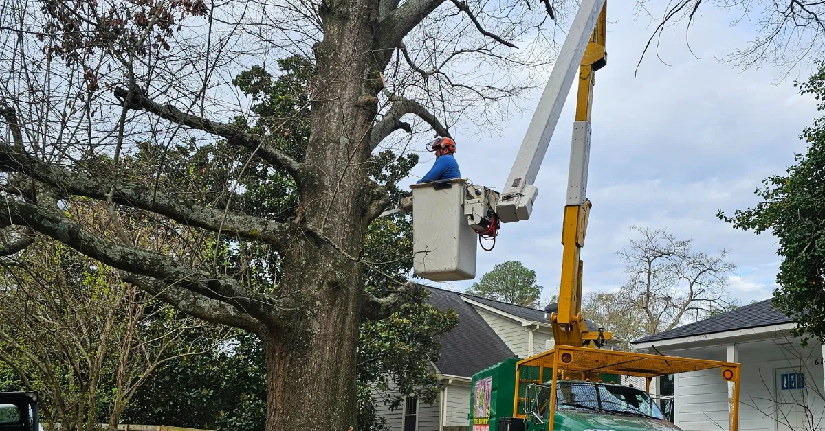 Can You Trim a Neighbor’s Overhanging Tree in Gwinnett County