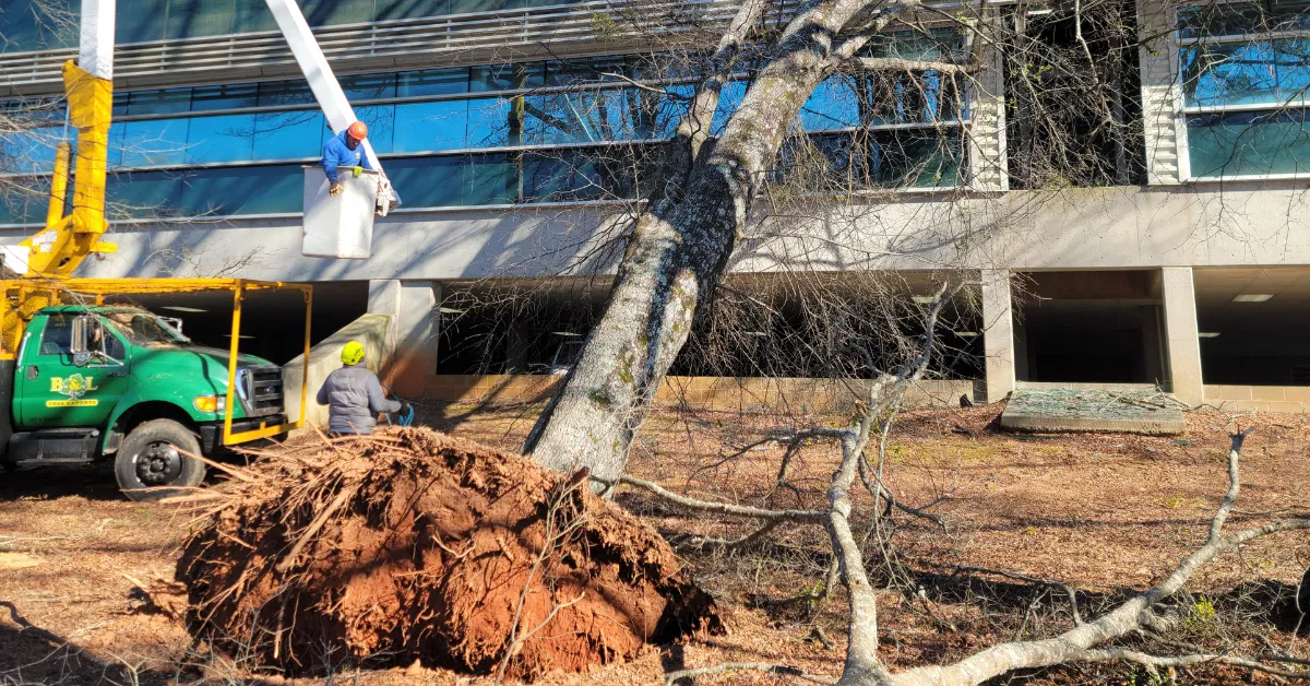 Emergency Tree Service