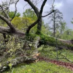 Signs a Tree Is Becoming Hazardous in Gwinnett County Yards
