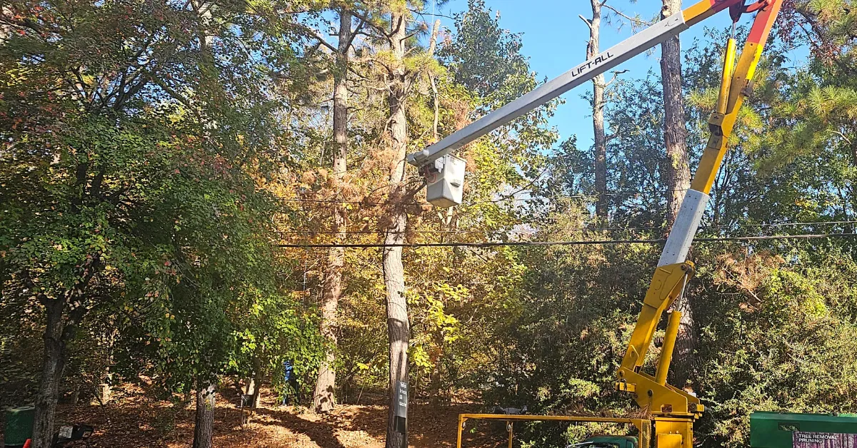 Tree Trimming