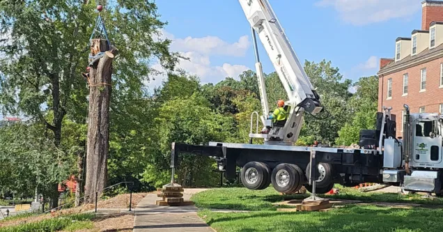 When Insurance Pays for Tree Removal in Metro Atlanta