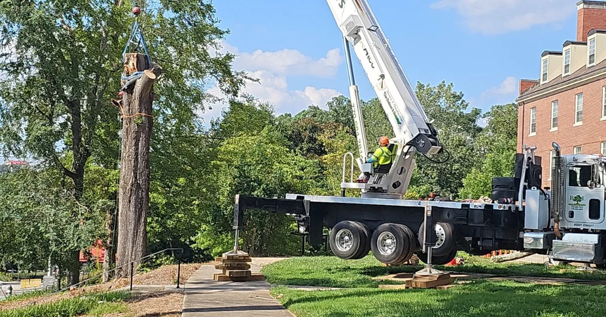 When Insurance Pays for Tree Removal in Metro Atlanta
