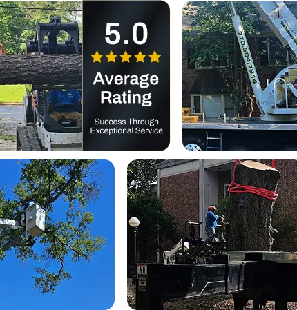 about BandL tree expert