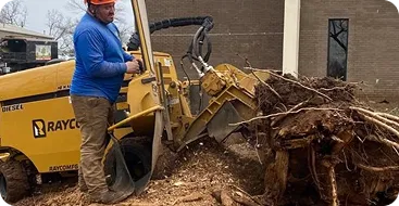 stump grinding