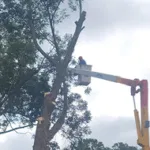 tree trimming