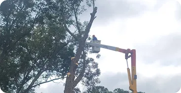 tree trimming