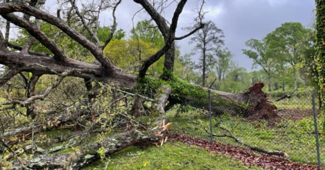 Signs Your Tree Is Becoming Hazardous in Gwinnett County