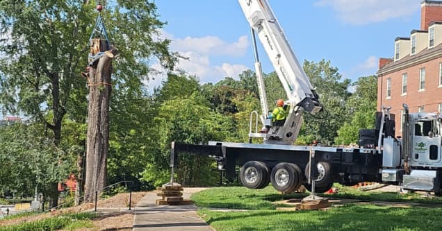 When Insurance Pays for Tree Removal in Metro Atlanta