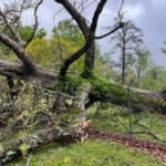 Signs a Tree Is Becoming Hazardous in Gwinnett County Yards