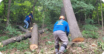 tree removal