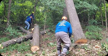 tree removal