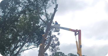 tree trimming