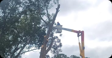 tree trimming
